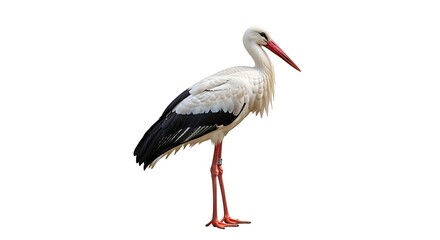 Detailed ornithological shot of a standing white stork with pristine feathers and characteristic red beak for wildlife study. © Rizwan Akbar