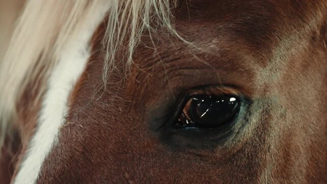 Close-up portrait of a horse standing inside a wooden stable. Detailed view of the animal&rsquo;s eyes, mane, and facial features in soft natural or barn light.