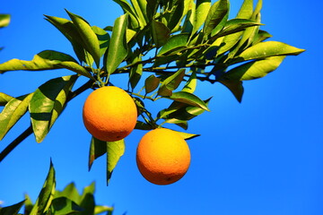 Fruits of Orange growing on the branches in the plantation with blue sky background

