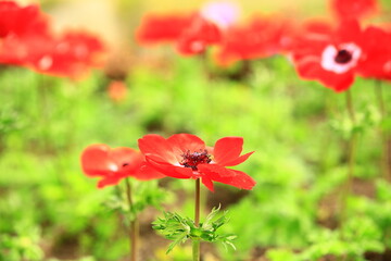 Corn Poppy or Shirley Poppy or Canker Rose flowers blooming in the garden with green leaves
