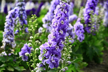 colorful Delphinium or Candle Delphinium or English Larkspur or Tall Larkspur flowers blooming in the garden  
