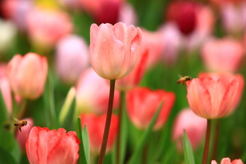 colorful Tulip flowers blooming in the garden with bees
