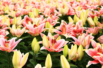 colorful Oriental Lily or Fragrant Lily flowers blooming in the garden with green leaves 
