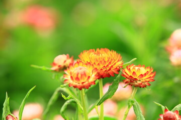 colorful Stran flowers or Everlasting flowers or Bracted Straw flowers blooming in the garden

