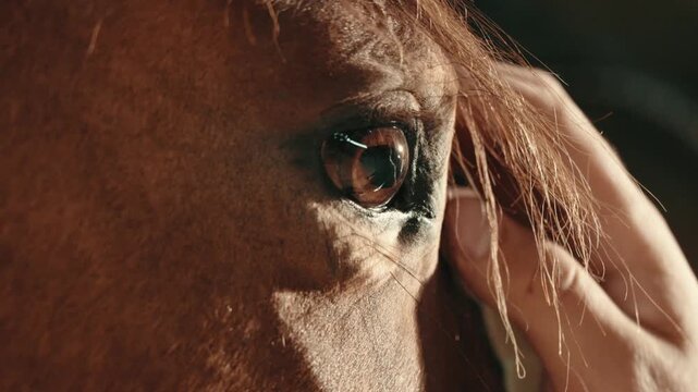 Close-up portrait of a horse standing inside a wooden stable. Detailed view of the animal&rsquo;s eyes, mane, and facial features in soft natural or barn light.