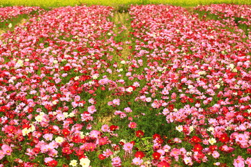 Cosmos bipinnatus or Garden cosmos or Mexican aster flowers blooming in the garden at sunny day
