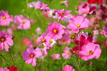 Cosmos bipinnatus or Garden cosmos or Mexican aster flowers blooming in the garden with green leaves

