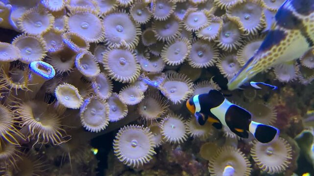 oxymonacanthus longirostris and amphiprion fish