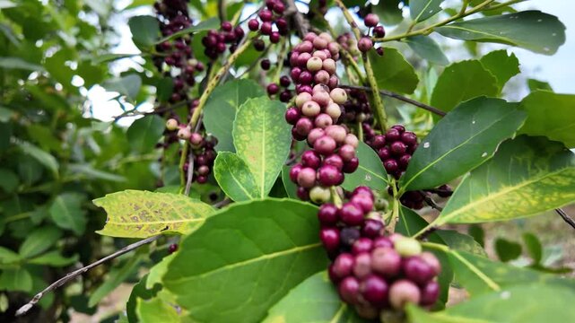fruit of the yerba mate, farm in Misiones, Argentina