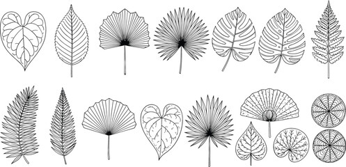 Botanical tropical leaf collection line art illustration set with detailed hand drawn foliage outlines © sumi