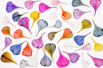 Płatki kwiatów na białym tle – delikatne, dekoracyjne tło © Elżbieta Kaps