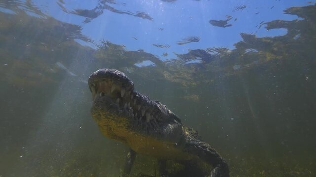 Banco Chinchorro, a unique atoll off Mexico's Yucatan Peninsula.underwater extreme closeup shot of the American crocodile (Crocodylus acutus)
