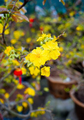 Obraz premium Golden Blossoms in Bloom: Capturing the vibrant beauty of a flowering plant adorned with luminous yellow petals, offering a vivid display of natural elegance and freshness.