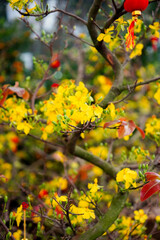 Golden Blossoms in Spring's Embrace: A branch of vibrant yellow flowers blooms, accented by delicate leaves and festive ornaments, heralding the arrival of spring and symbolizing new beginnings.