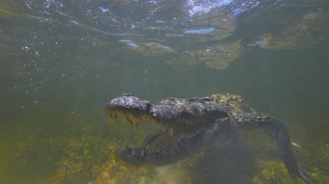 4K slow-motion footage of rare Chinchorro crocodile, an isolated marine-adapted species from Banco Chinchorro, Mexico, snapping jaws underwater with detailed close-ups of sharp teeth and textures.