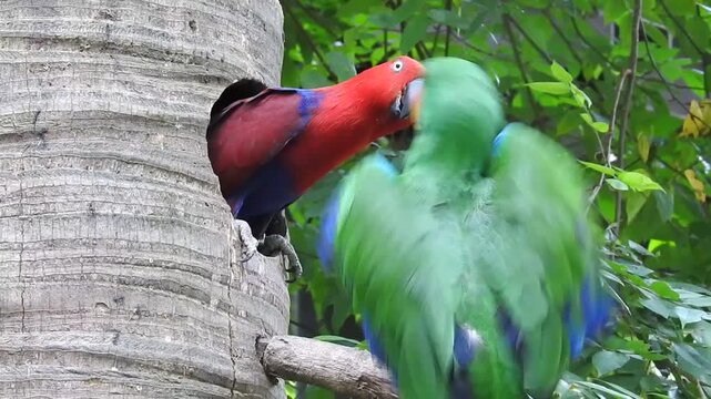 Eclectus parrot (Eclectus roratus), likely a Moluccan or a Papuan subspecies. Feeding his partner 