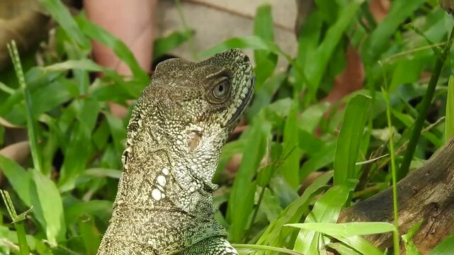 Weber's sailfin lizard (Hydrosaurus weberi), also known as a sailfin dragon eating