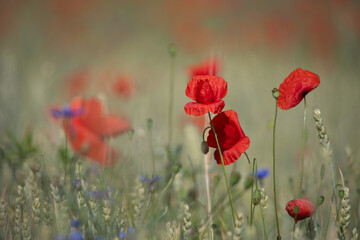Obraz premium Weitläufiges Feld mit blühendem Klatschmohn und großzügigem Copyspace für Gestaltung.