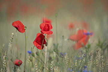 Naklejka premium Blühender Klatschmohn in sommerlicher Wiese mit sanfter Unschärfe