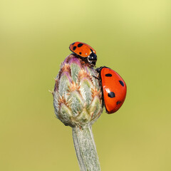 A big and a small ladybug sitting on a flower bud