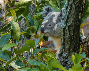 Koala sitting in a tree