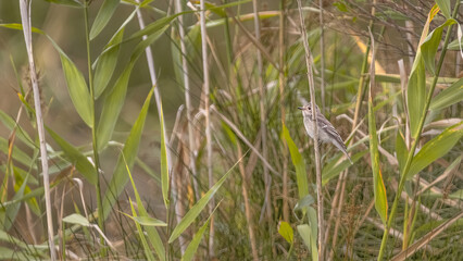 Obraz premium A Spotted Flycatcher In Reed(Muscicapa Striata)