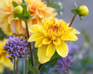 Floral display with yellow dahlias and purple Verbena bonariensis