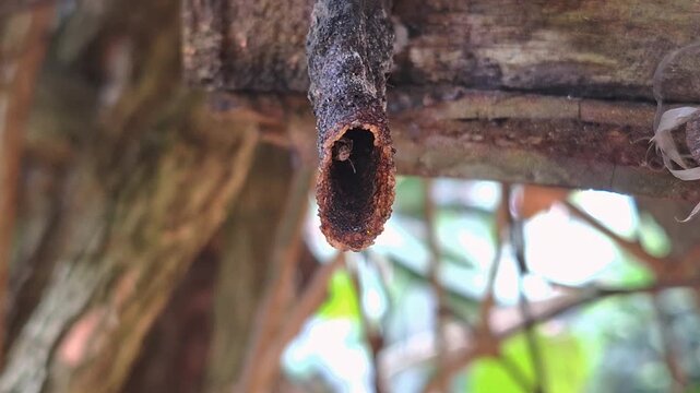Detailed macro shot of stingless bees or Trigona bees flying in and out of their natural hive entrance.