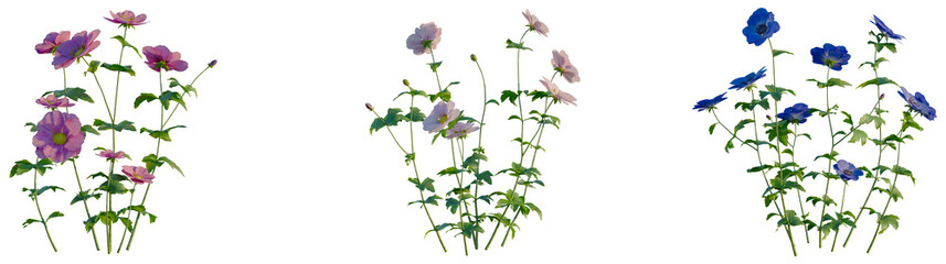 Anemone cathayensis tree, elevation, front view, cutout, transparent background, isolate, Delicate Purple and Pink Anemone Flowers with Green Foliage, Elegant Botanical Illustration for Floral Design