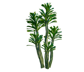 Fototapeta premium Euphorbia royleana boiss tree, elevation, front view, cutout, transparent background, isolate, Striking Euphorbia Cacti Arrangement: Detailed Close-Up of Succulent Desert Plants