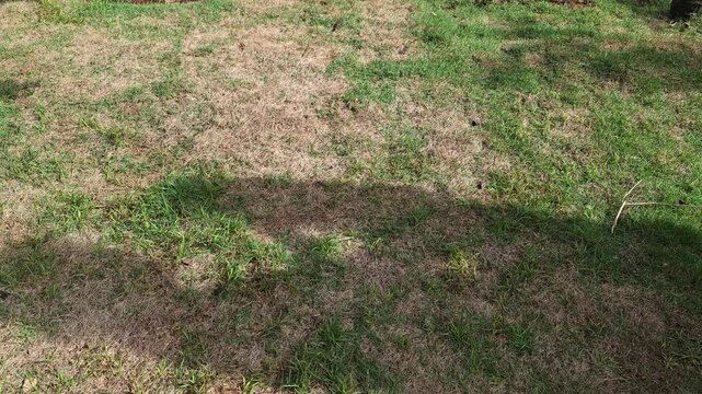 A simple and relatable everyday life shot showing the clear shadow of a person hanging clothes on a string to dry on the grass, perfect for family or mundane themes.
