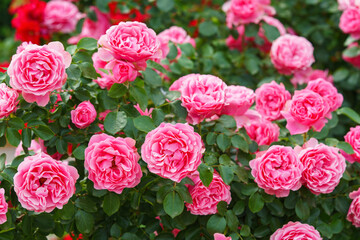 Obraz premium Branch of delicate pink roses in full bloom growing in summer garden. Romantic floral background with natural light, decorative flowers and green foliage. Spring and nature, gardening, plant breeding.