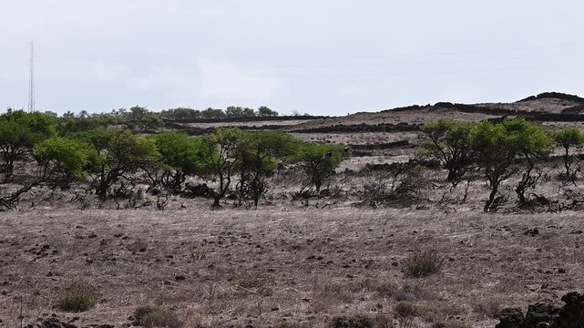 Paisaje rural de El Hierro con &aacute;rboles movidos por el viento