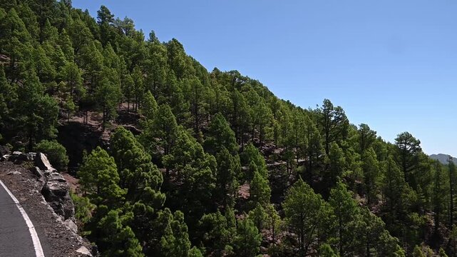 Panor&aacute;mica de la costa de El Hierro con pinar y oc&eacute;ano Atl&aacute;ntico