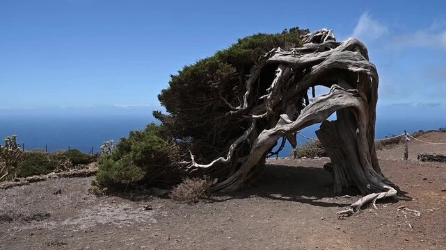 Sabina canaria en primeros planos en El Sabinar, El Hierro