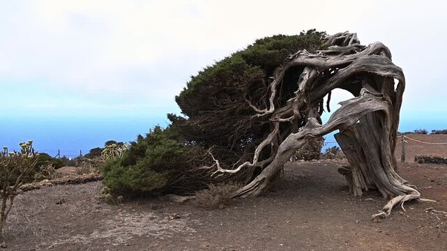 Sabina canaria en primeros planos en El Sabinar, El Hierro