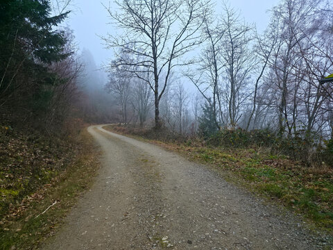 Germany, Black Forest, Enchanting foggy winter forest trail in untouched nature landscape