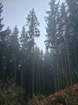 Germany, Black Forest, Moody foggy winter forest scenery with conifer trees