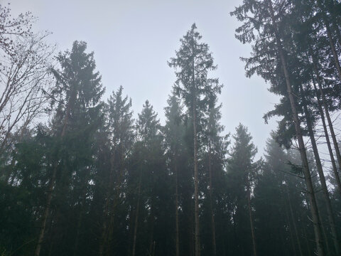 Germany, Black Forest, Dreamlike foggy winter forest in serene nature scenery