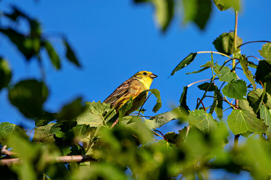 A yellowhammer in a tree (Emberiza citrinella)
