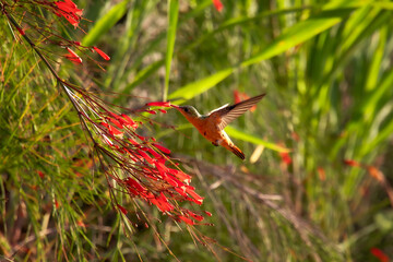 Colibrí colirrufa, Costa Rica © Alejandro
