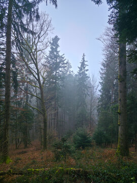 Germany, Black Forest, Foggy winter woodland trail surrounded by evergreen conifers and moss covered tree trunks in magical atmosphere