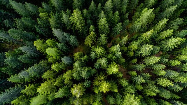 4K Aerial Forest Canopy Slow Motion Drone Footage