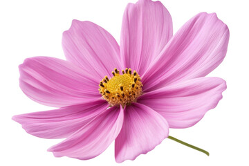 Fototapeta premium A beautiful pink flower with delicate petals and yellow center