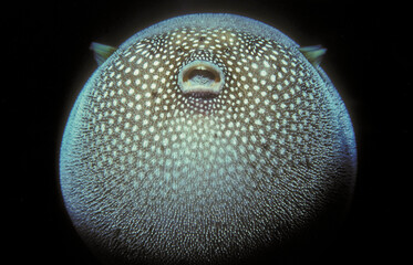 Closeup portrait of an inflated Pufferfish underwater off Maui, Hawaii © Tsado