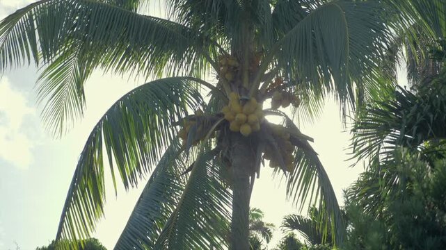 Cocotier en Guadeloupe