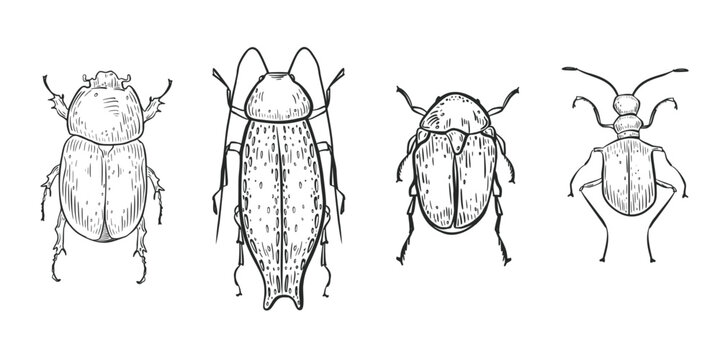 Various vector beetles set with different shapes hand drawn in engraving style. Scarab beetles black white linear illustration. Insects bug for educational material or entomology study objects.