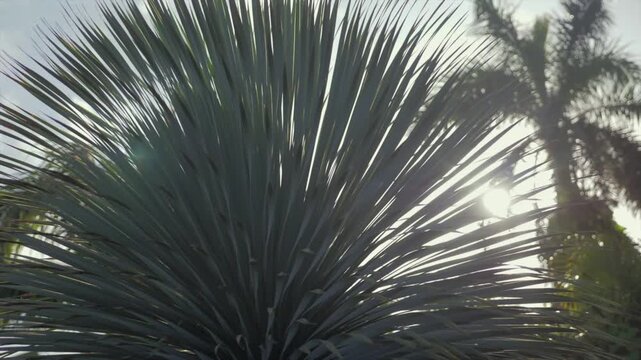Arbre de Guadeloupe