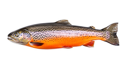 Obraz premium Rainbow trout with vibrant orange underbelly against black background