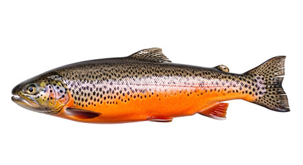 Obraz premium Speckled brown trout with vibrant orange underside isolated on black